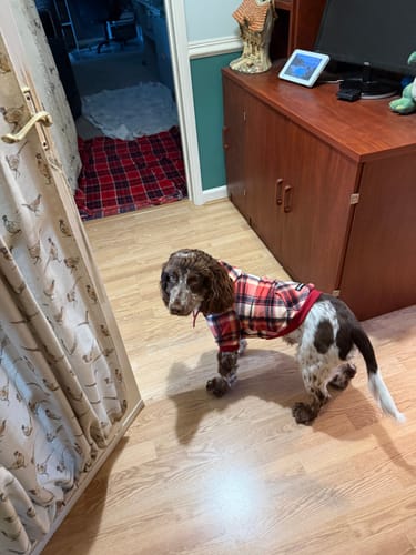 Customer's Red Plaid Dog Hoodie on a dog standing in a room