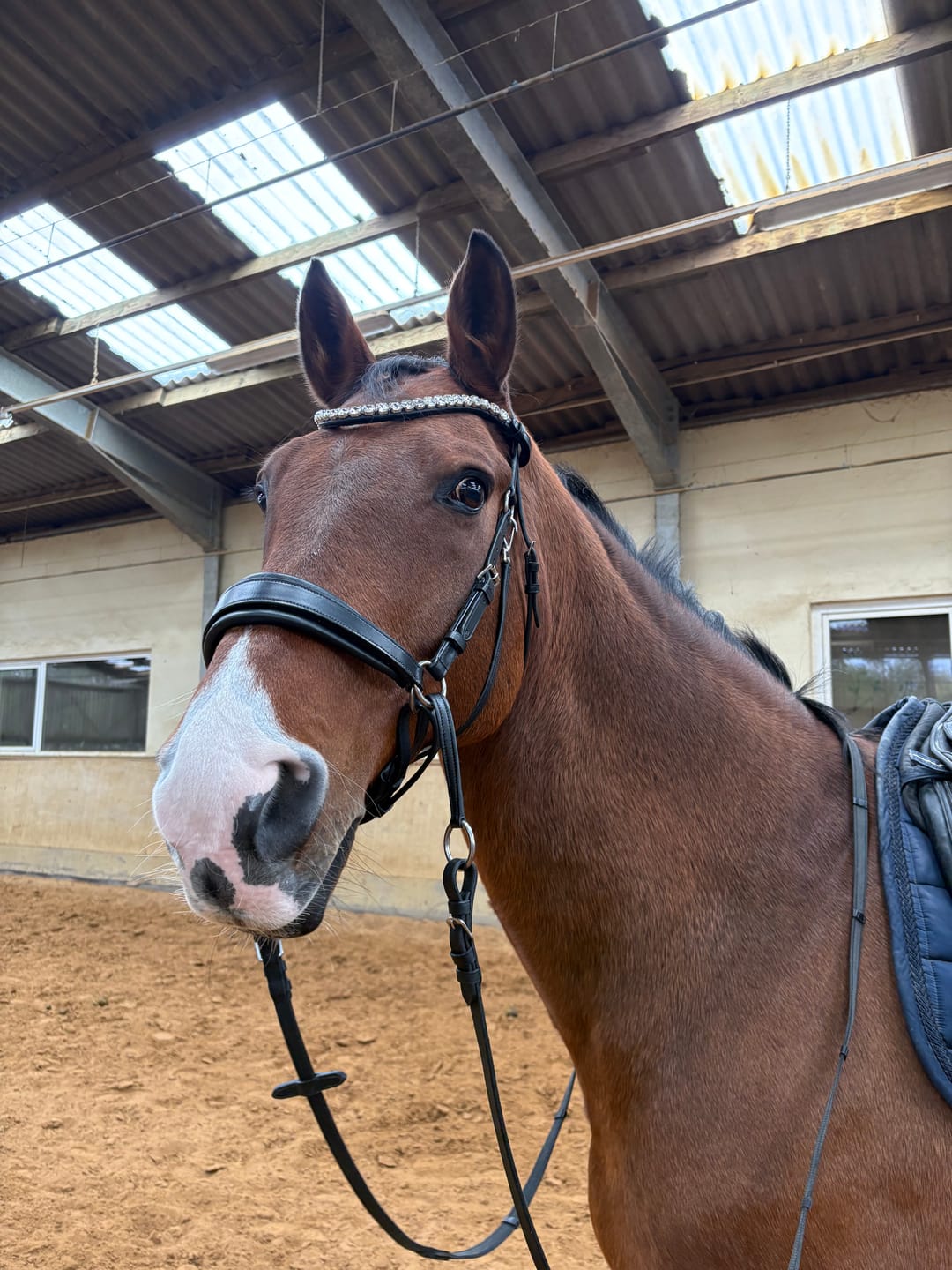 Customer photo review of Harmonybridle gebisslose 3-in-1 Trense – Sidepull, Crossover, Kinn