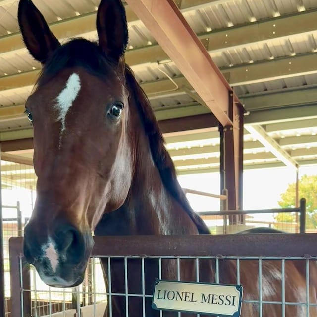 Customer photo review of The Registry Personalized Horse Stall Sign