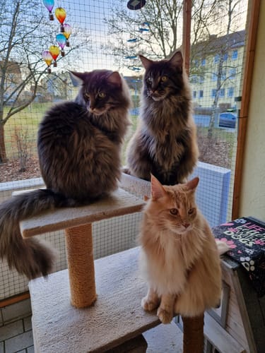 Katze von Anja F.