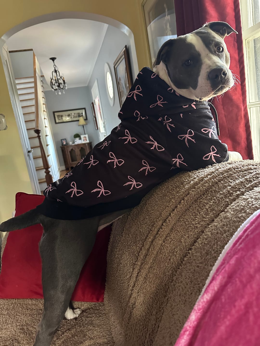 Customer photo review of Dog Hoodie Prints