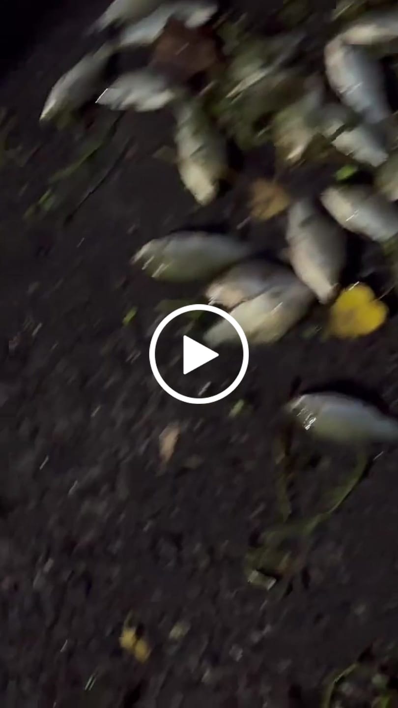 Customer video review of Hand Cast Fishing Net with Large Disc for Easy Throw and Fast Catch