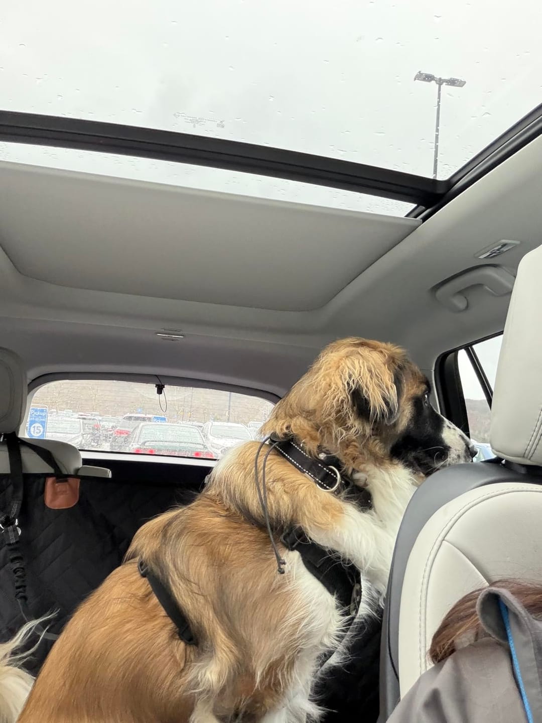 Customer photo review of Festpfote™ Hundeliege fürs Auto mit festem Boden