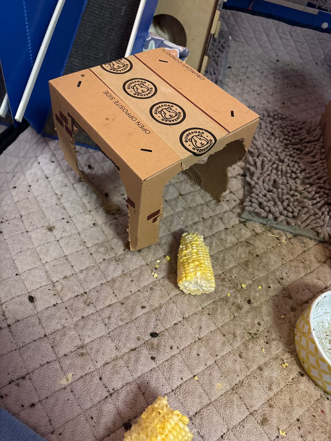 Customer photo review of GuineaDad Crunchy Condo Cardboard Hideout (3 Pack)