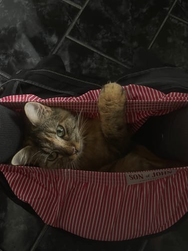Customer photo review of RED BENGAL
