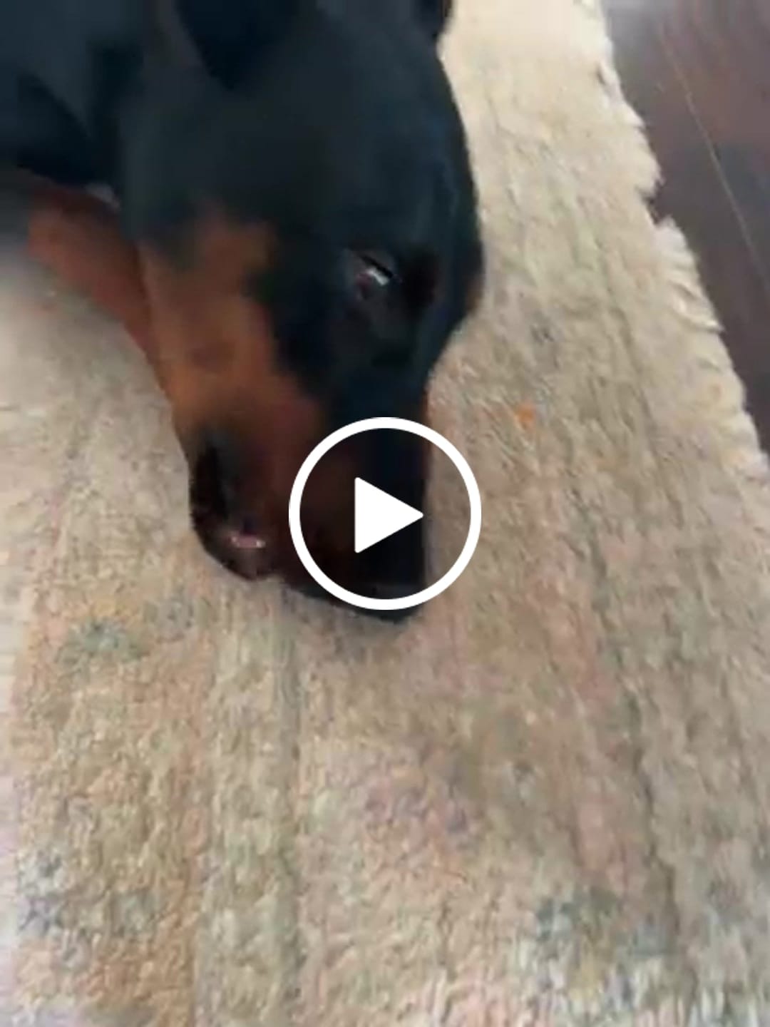 Customer video review of Bacon Yak Chews — High-Protein, Savory Flavor Dogs Crave
