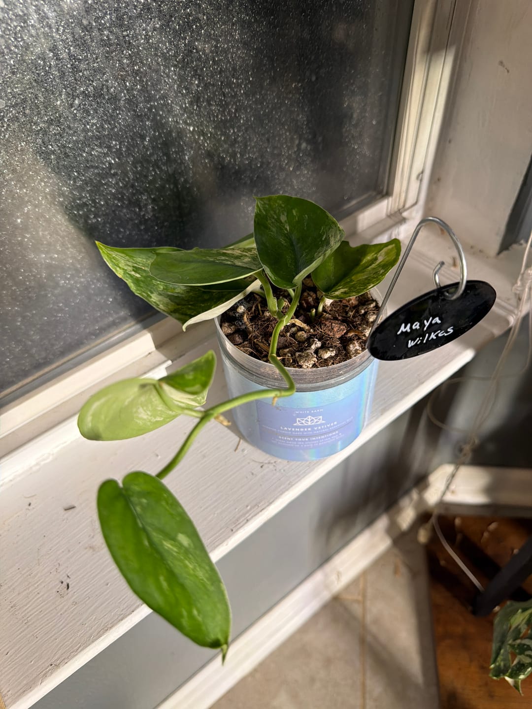 Customer photo review of Scindapsus pictus variegated 'Jade Satin'