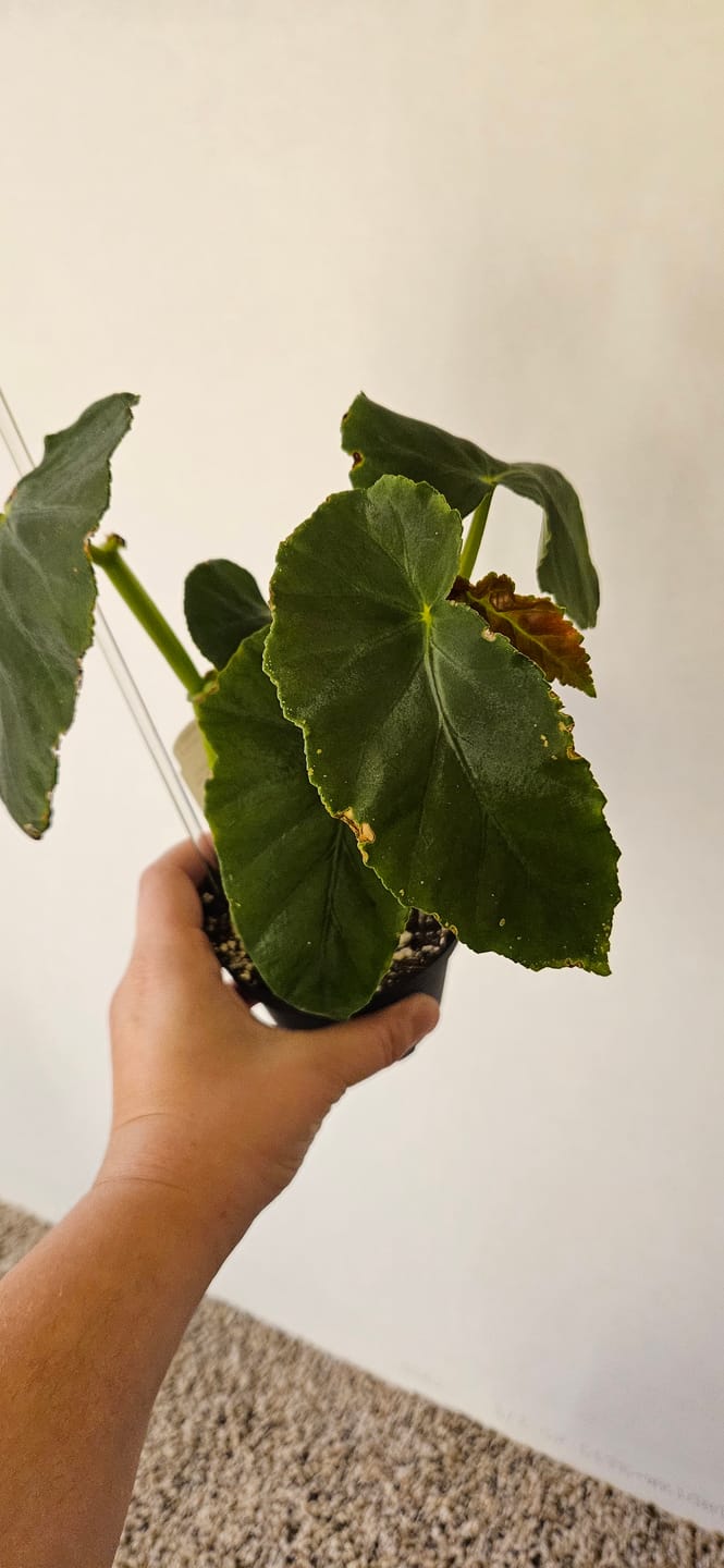 Customer photo review of Begonia angularis aff.
