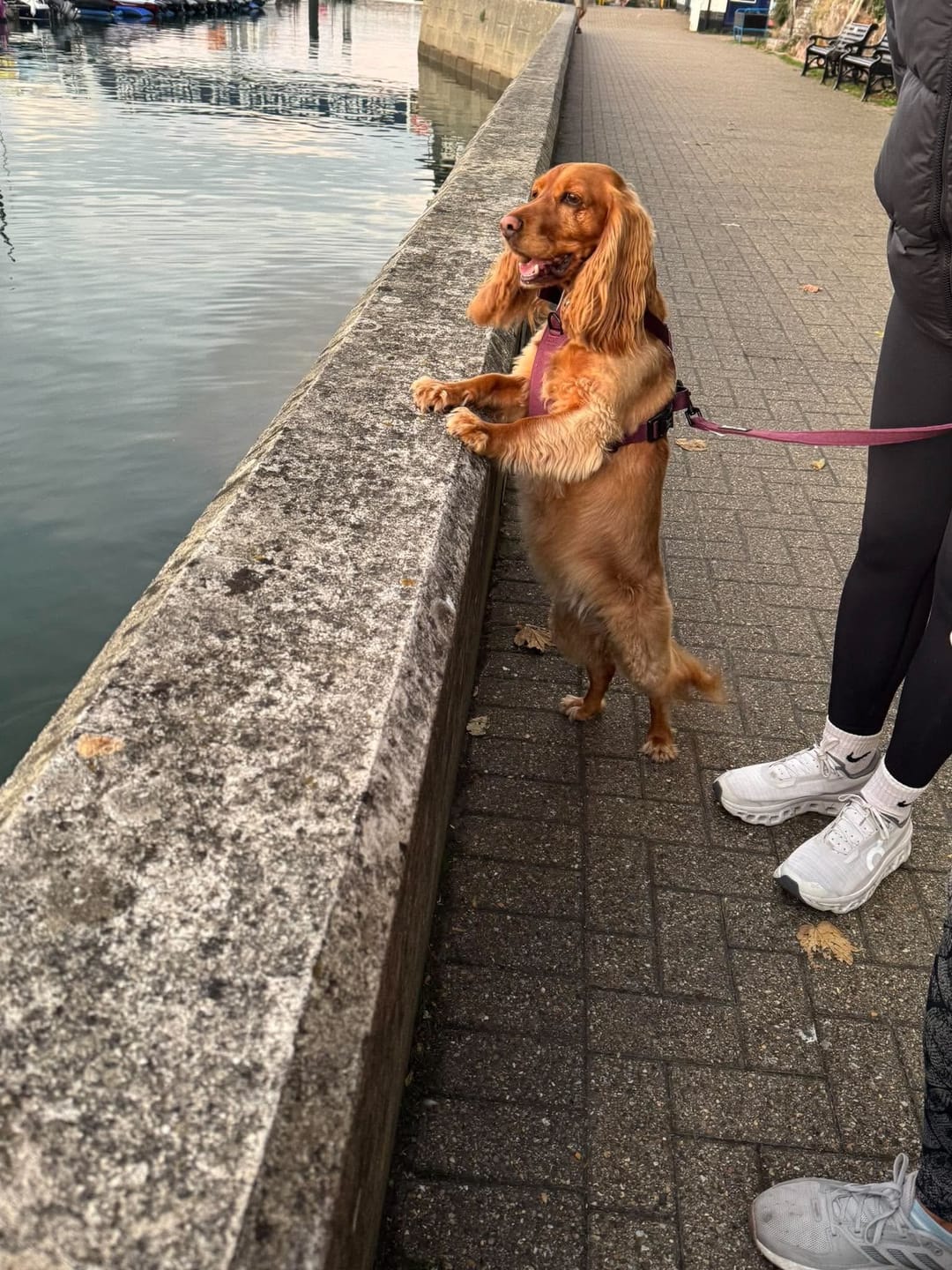 Customer photo review of Trail & Glow® Dog Harness - Mulberry Tweed