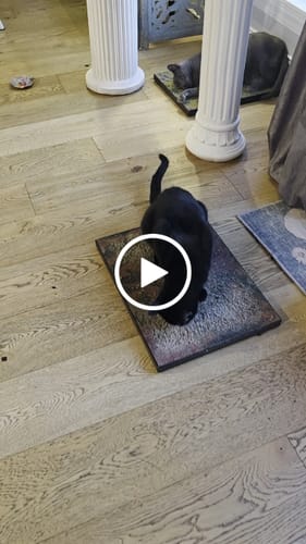 Customer video review of Peonies - Luxury Cat Scratching Board