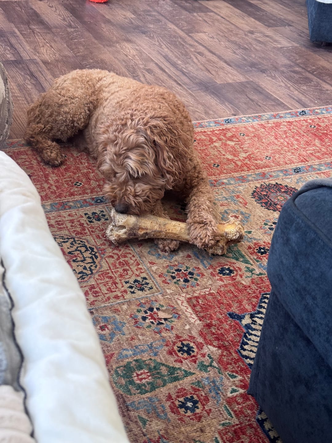 Customer photo review of Ostrich Hip Bone (12" x 5"x 3”): The Durable, Flavor-Packed Chew for Medium & Large Dogs