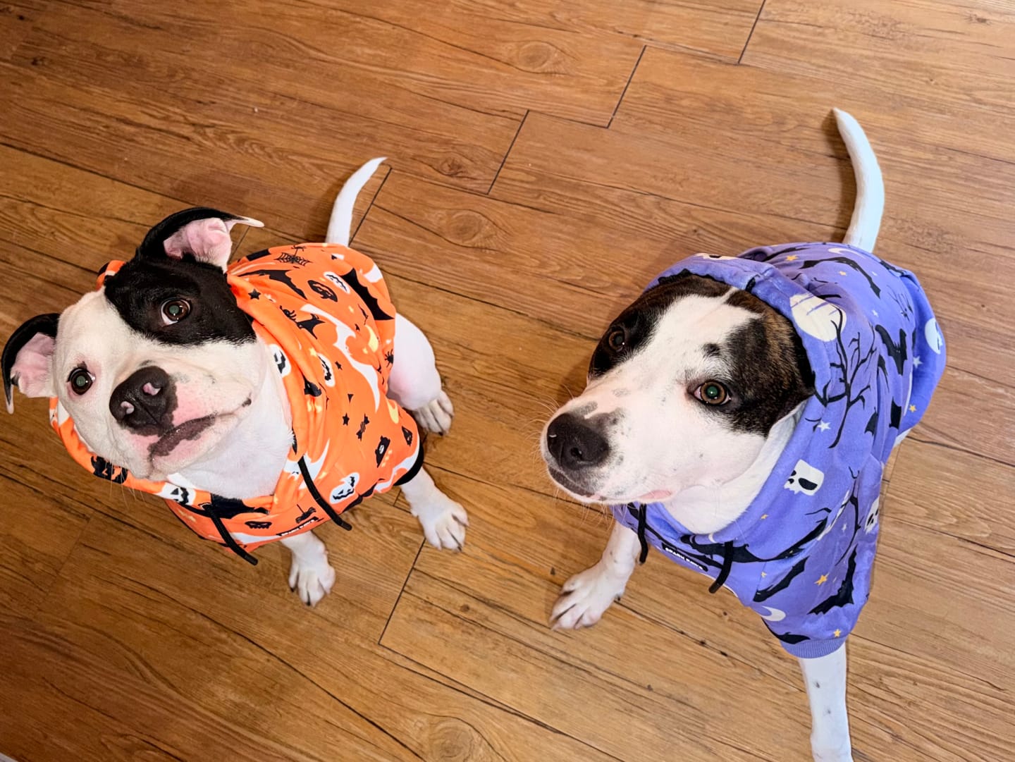Customer photo review of Halloween Dog Hoodie - Orange
