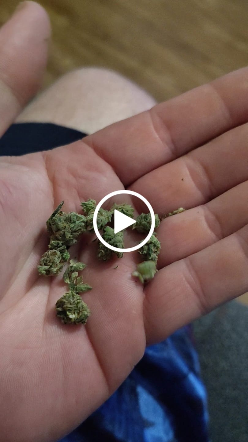 Customer video review of 1 Oz Cheap THCA Small Buds