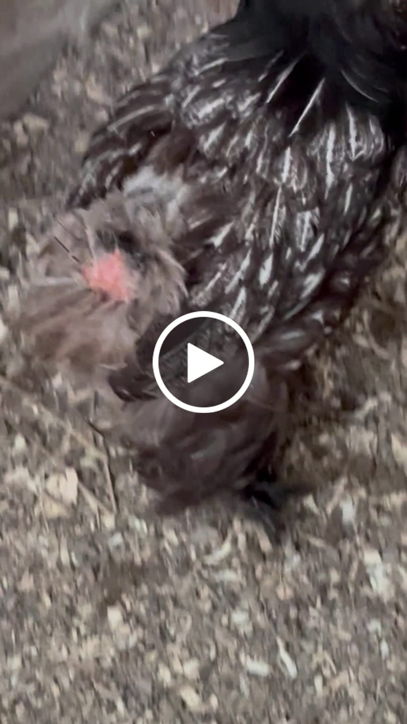 Customer video review of Nesting Herbs - Control Odors & Keep Coops Mite & Lice-Free