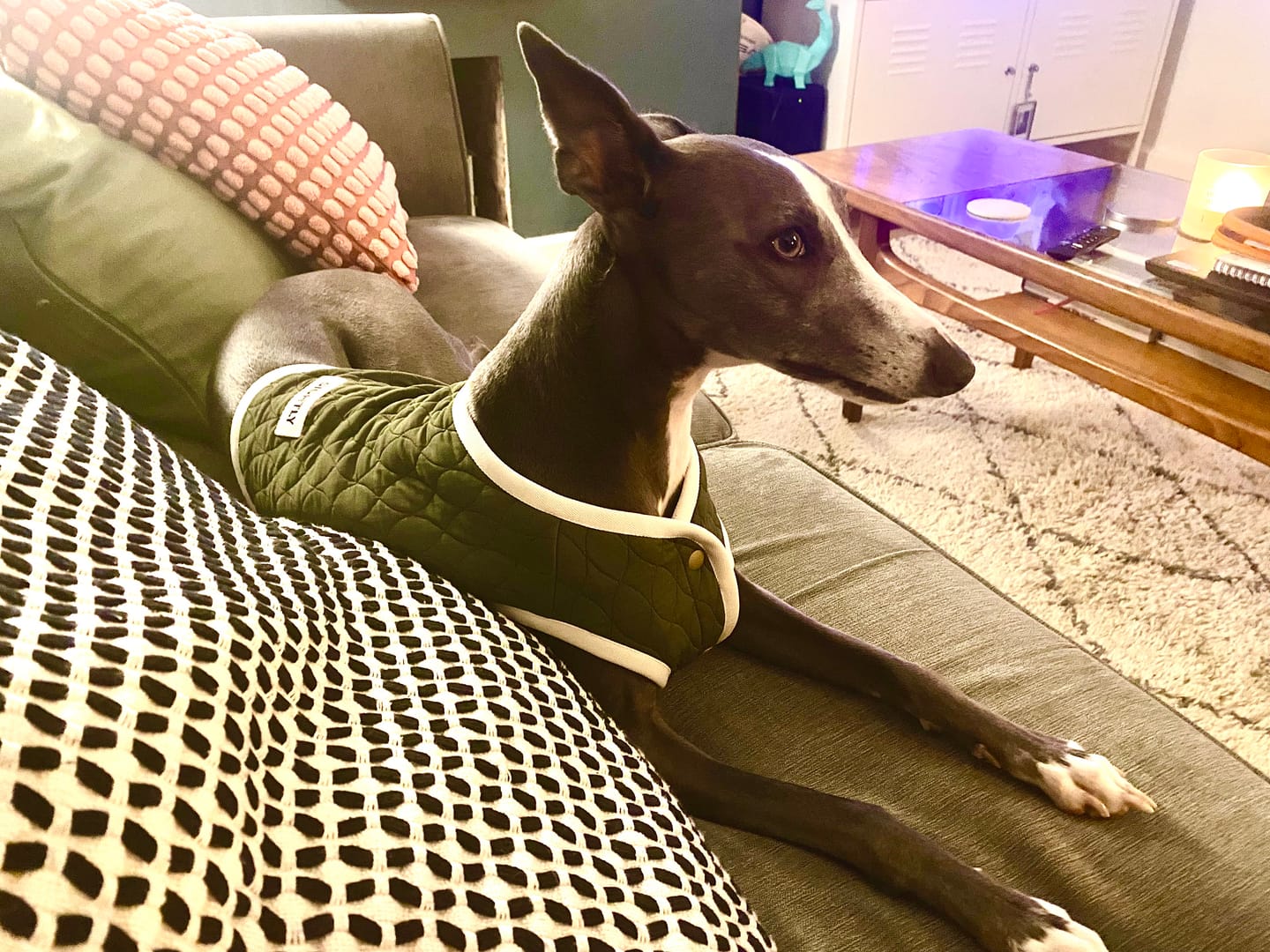 Customer photo review of Dog Quilted Vest in Green