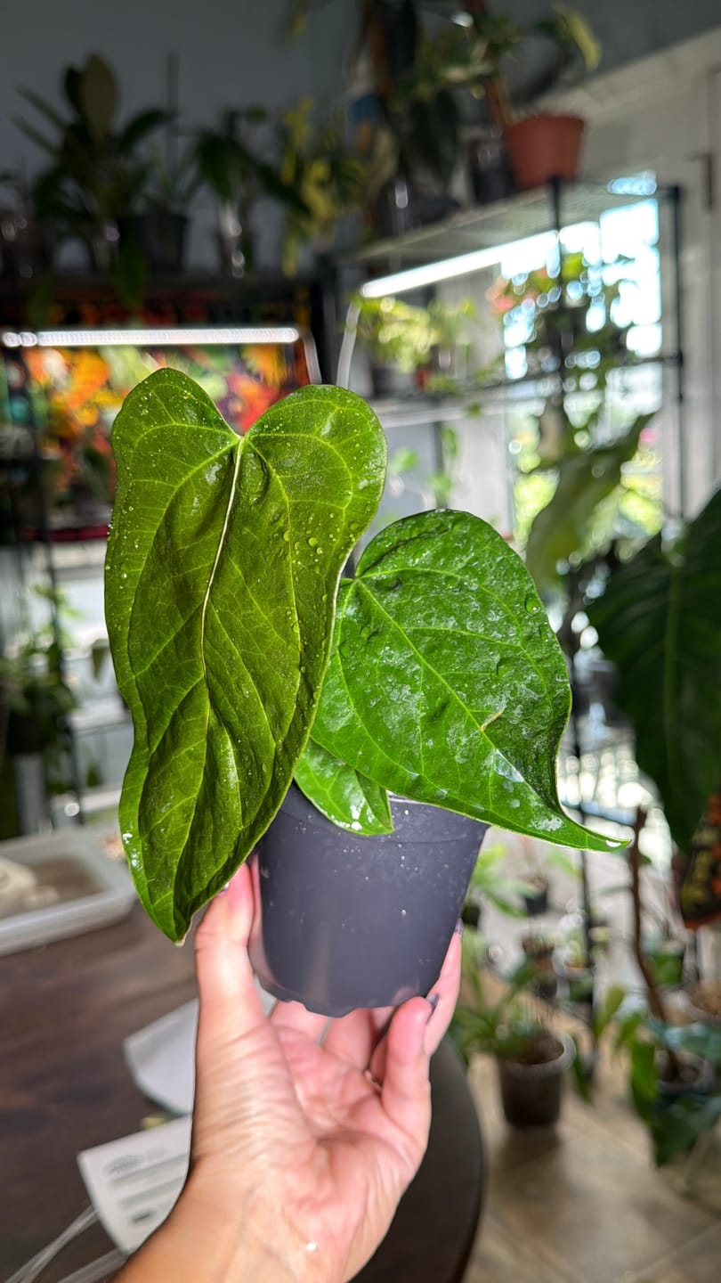 Customer photo review of Anthurium 'Queen of Hearts'