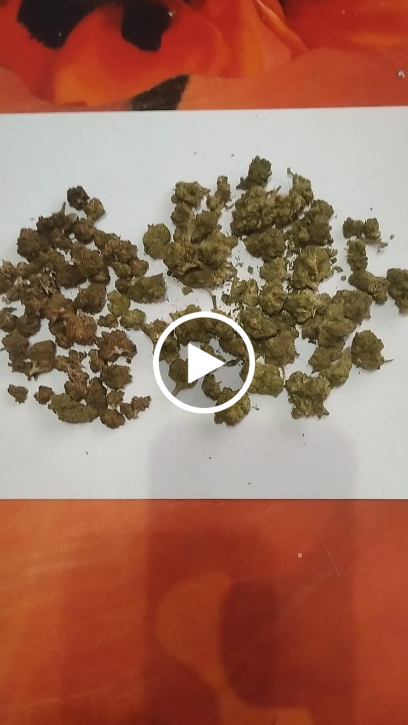 Customer video review of Durban Cookies (Light Assist) - THCA Flower