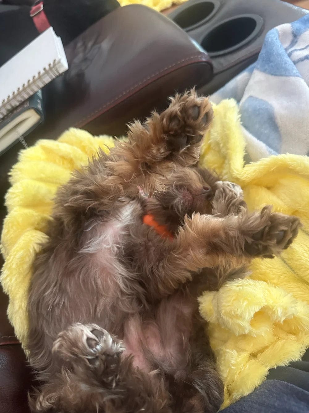 Customer photo review of Emotional Support Blanket