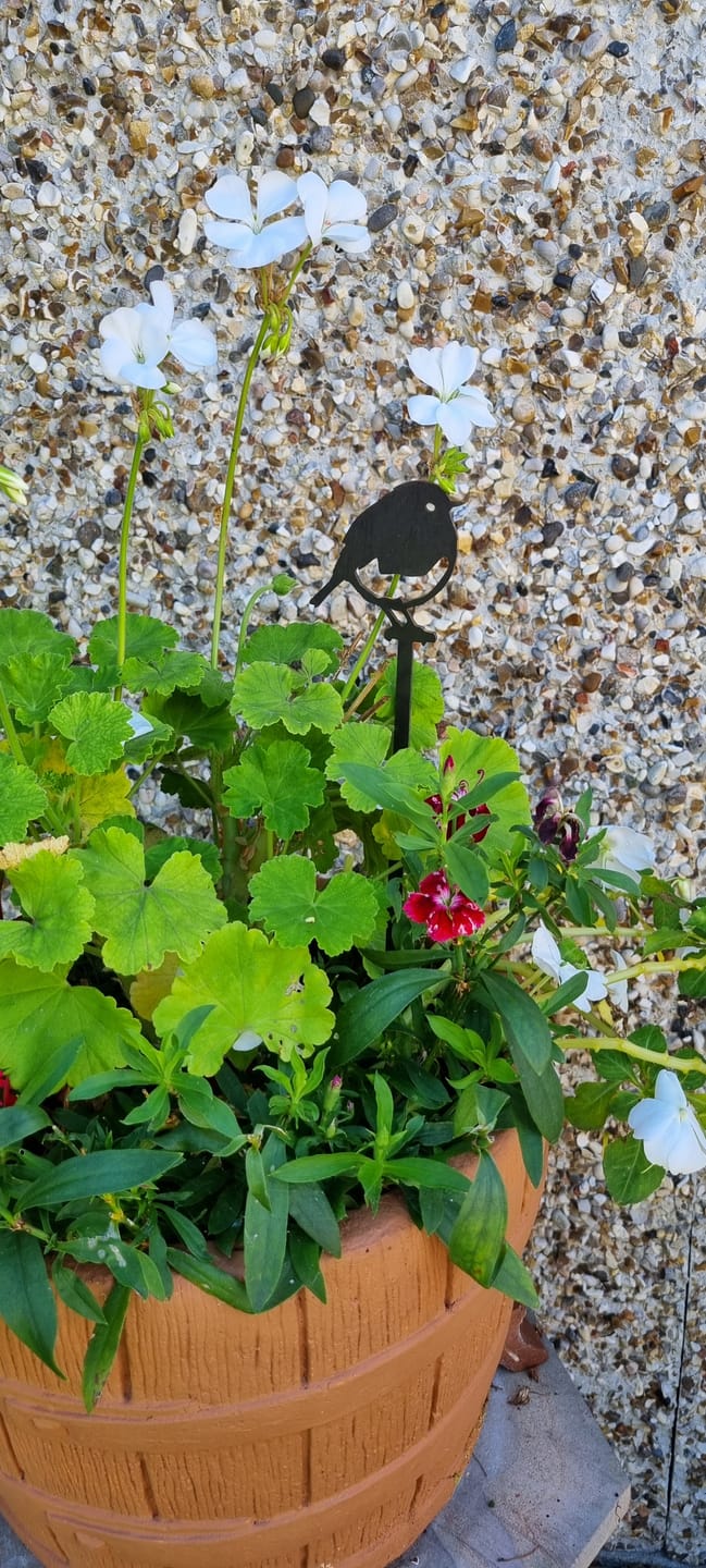 Customer photo review of Robin Plant Stake - 70cm