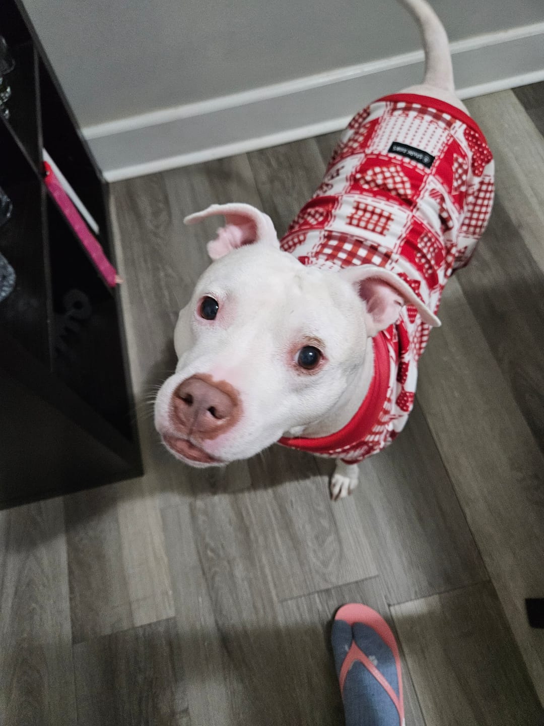 Customer photo review of Dog Christmas Pajama - Festive Patchwork