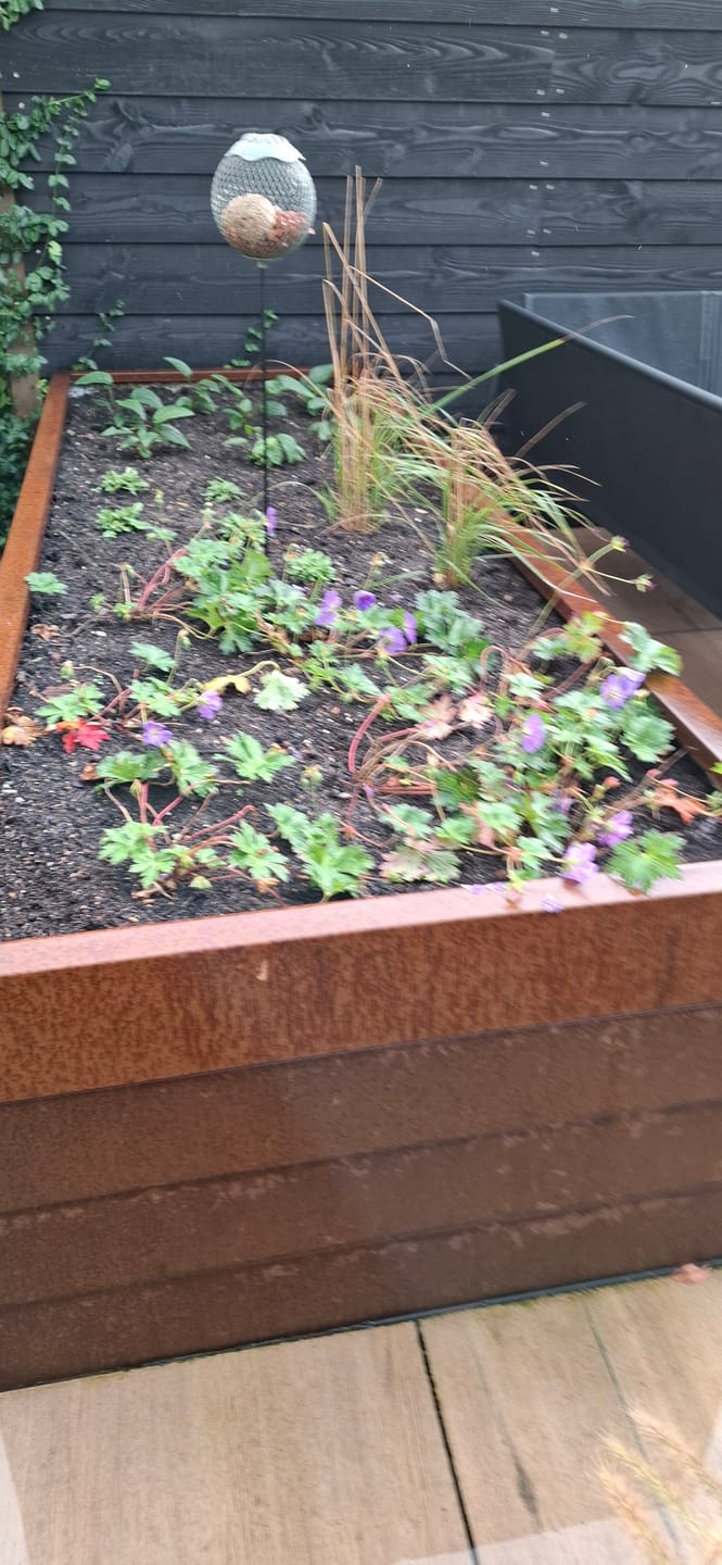 Customer photo review of Ooievaarsbek - Geranium 'Rozanne'
