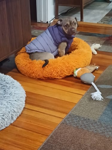 Customer's dog sitting in an orange bed wearing the purple PuffShield Winter Jacket.