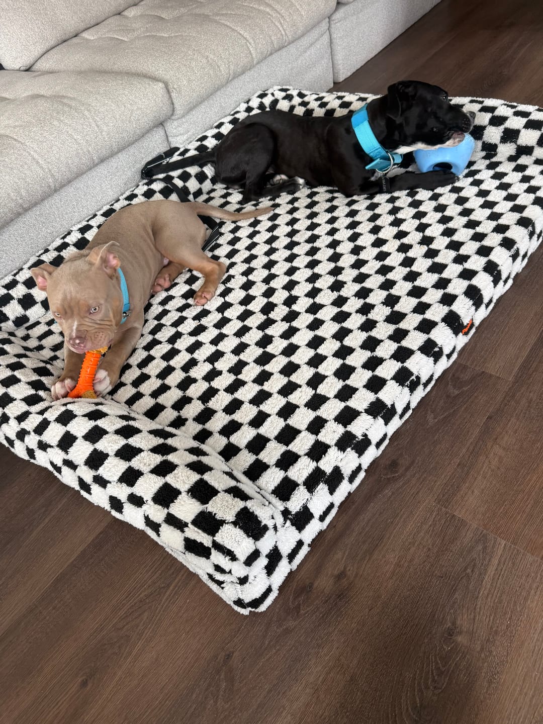 Customer photo review of Orthopedic Dog Bed Pet Mat Calming Checkered Plush Sofa Washable
