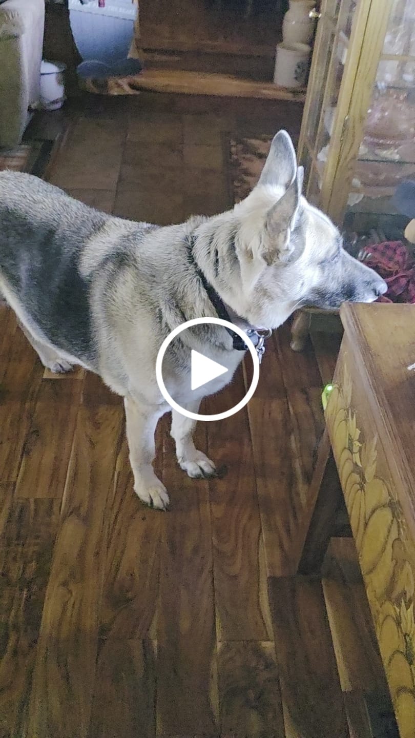 Customer video review of Salmon Oil