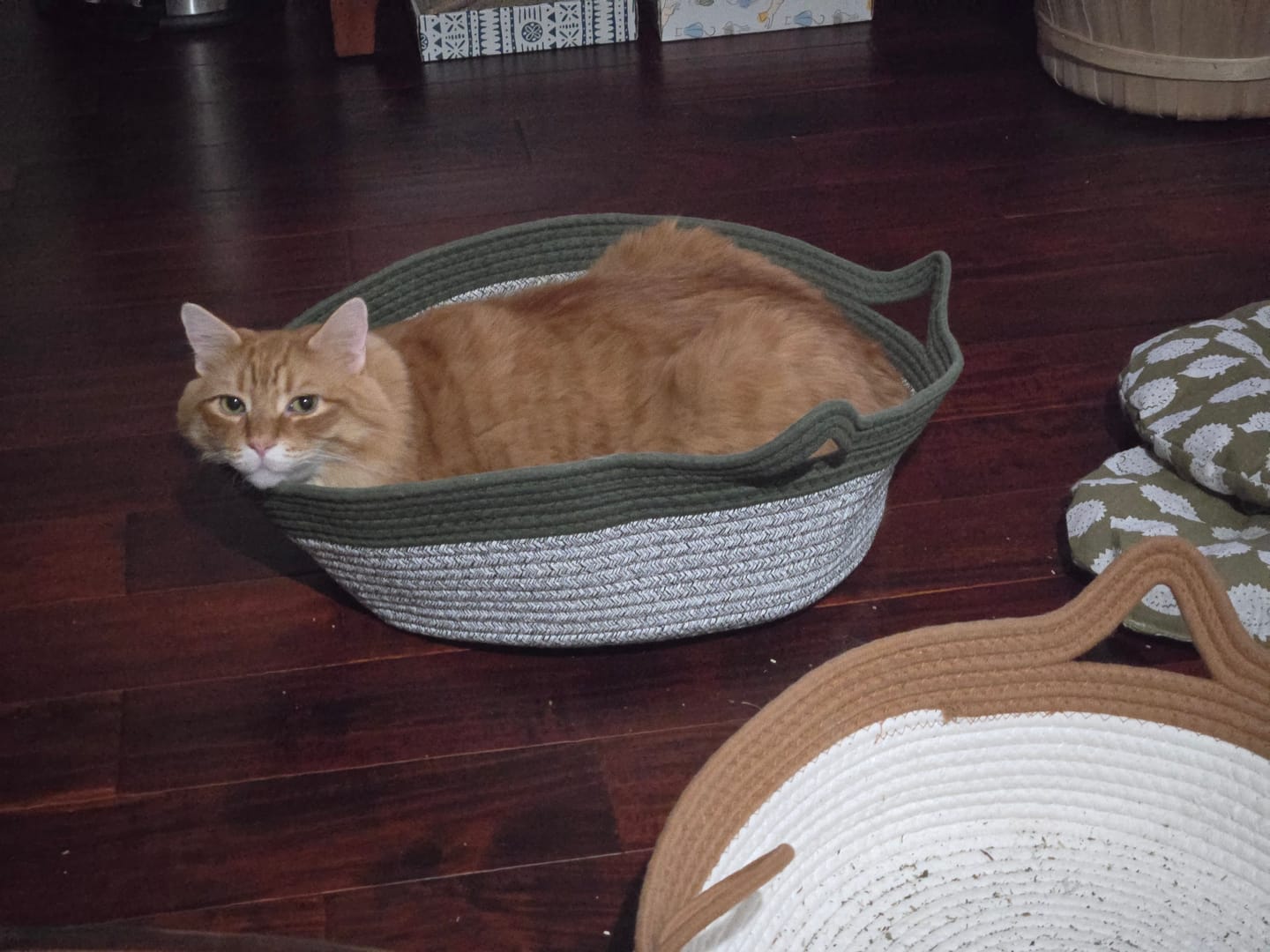 Customer photo review of Instinct Basket | Meet the first research-backed natural territory for indoor cats