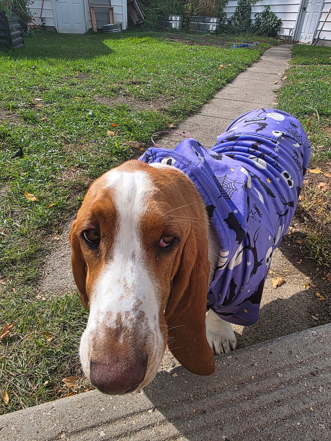 Customer photo review of Halloween Dog Hoodie - Purple