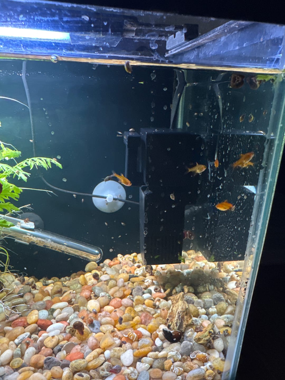 Customer photo review of Ember Tetra (Hyphessobrycon amandae)