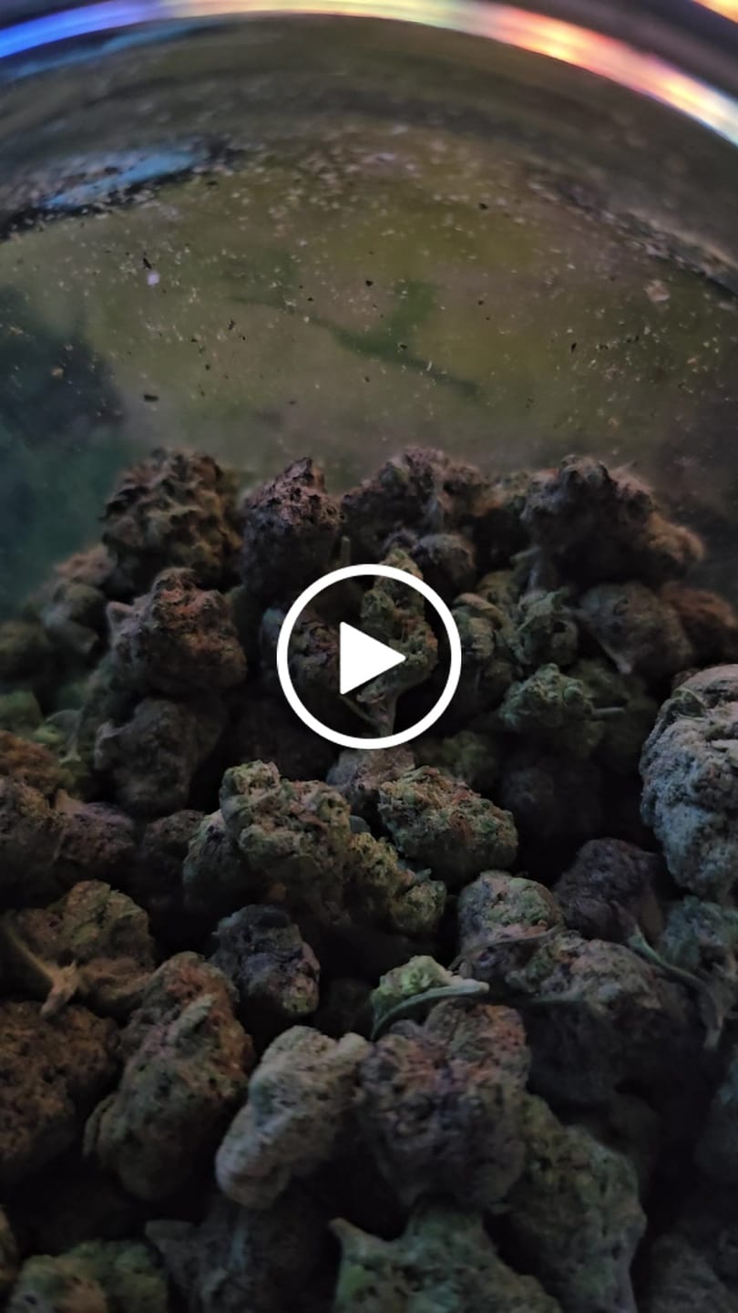 Customer video review of Ice Cream Cake (Indoor Mediums) - THCA Flower