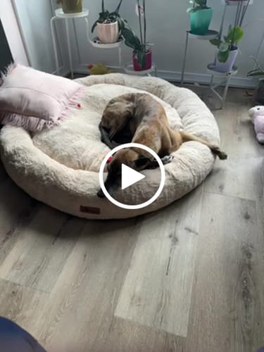 Customer video review of Pet Perfect Orthopedische Donutmand