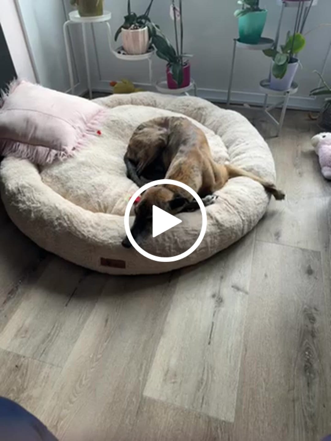Customer video review of Pet Perfect Orthopedische Donutmand