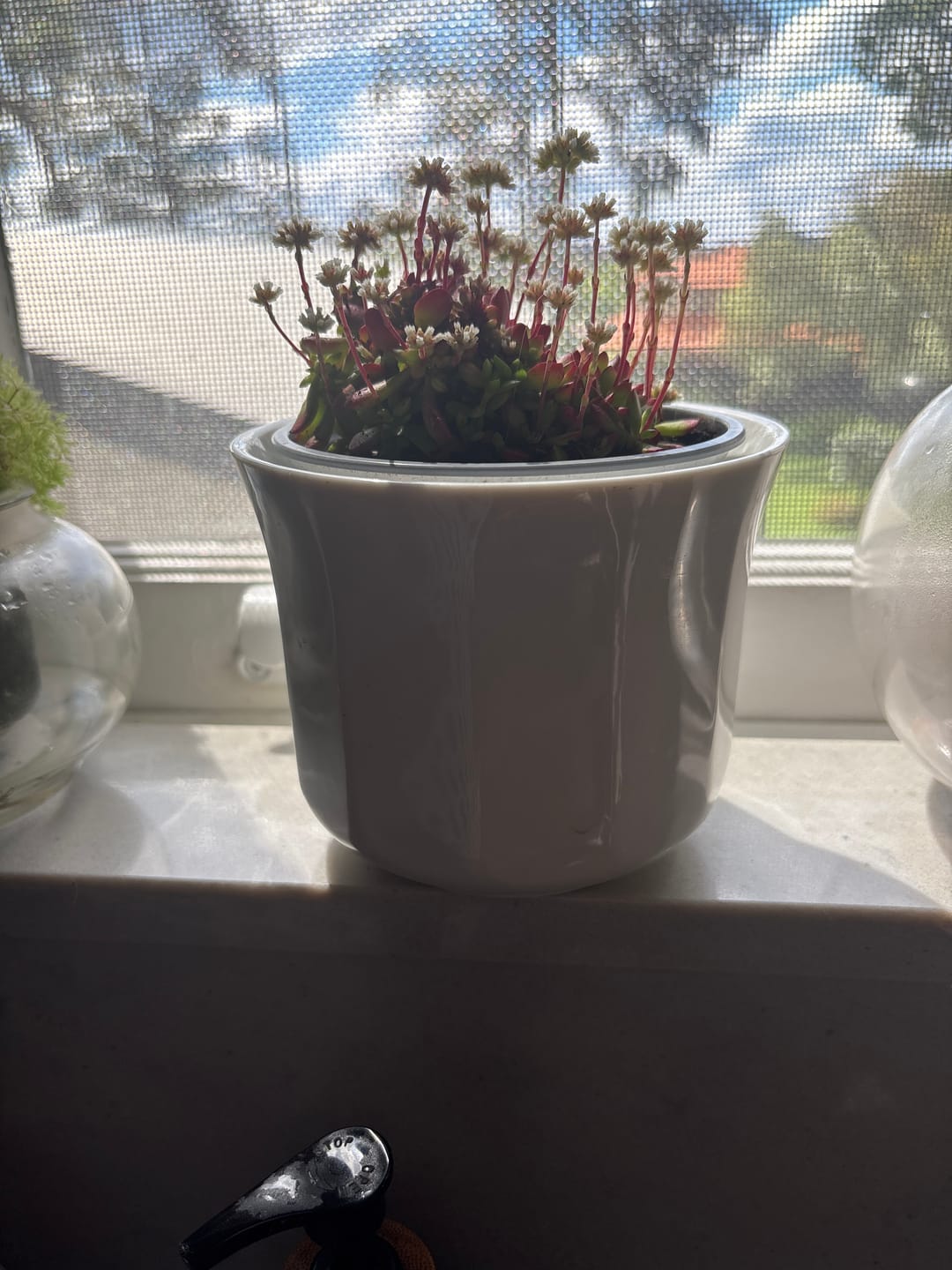 Customer photo review of Crassula atropurpurea var. anomala