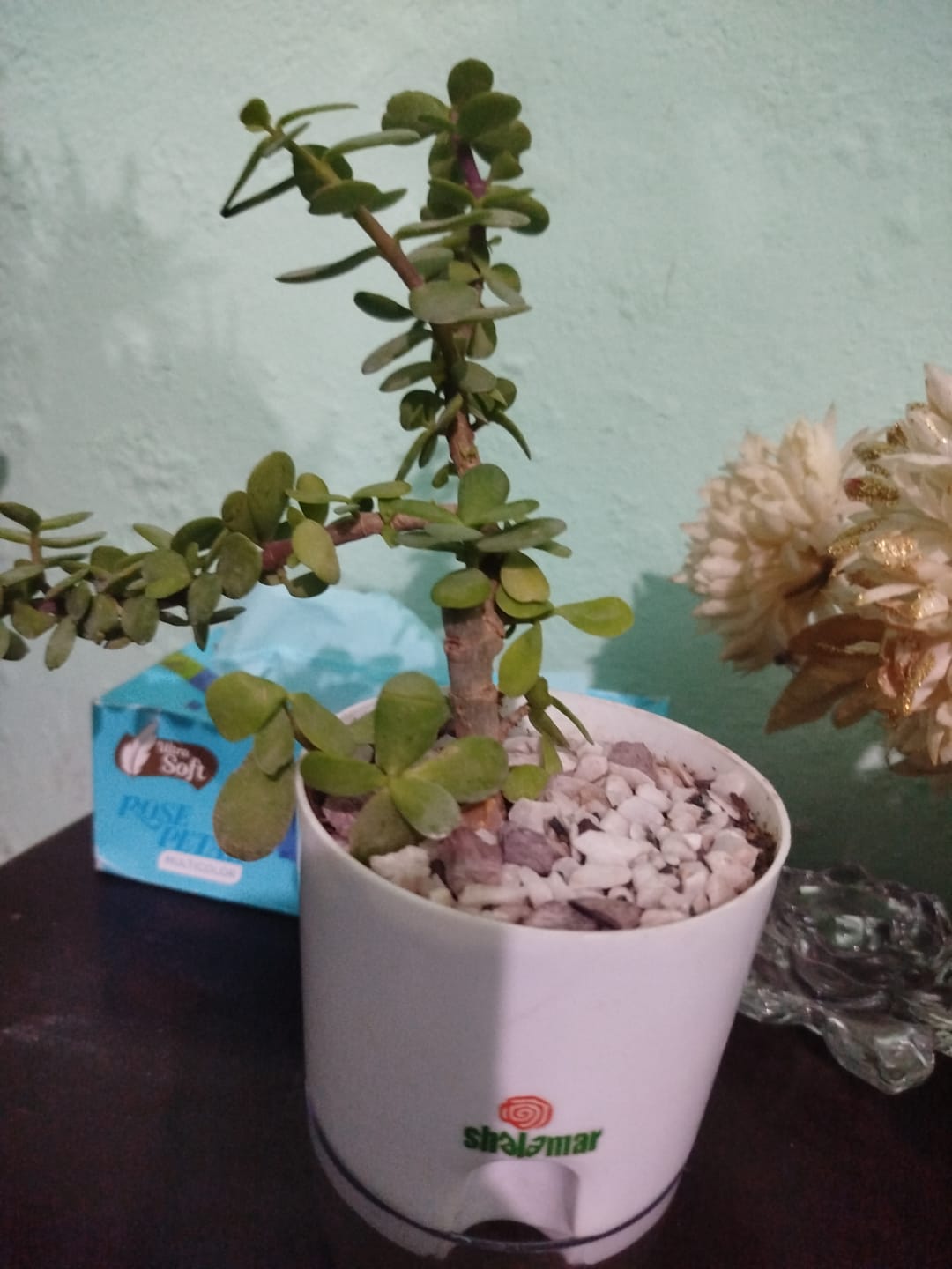 Customer photo review of Lucky Jade Plant Large Leaves