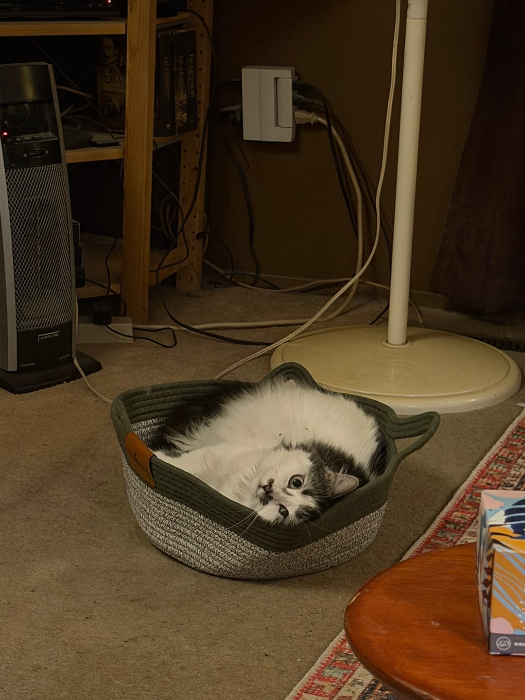 Customer photo review of Instinct Basket | Meet the first research-backed natural territory for indoor cats