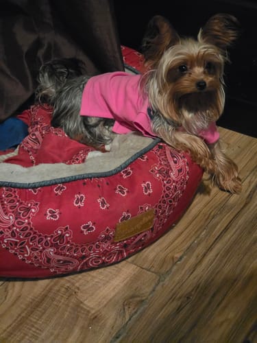 Customer photo review of Polo Ralph Lauren Big-Pony Mesh Dog Polo Shirt