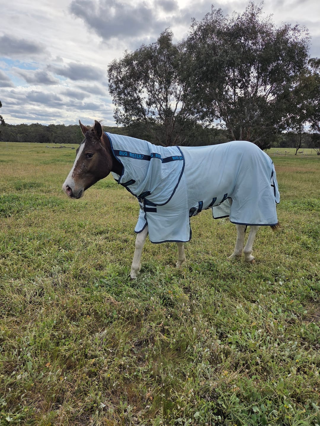 Customer photo review of Amigo Bug Buster Plus
