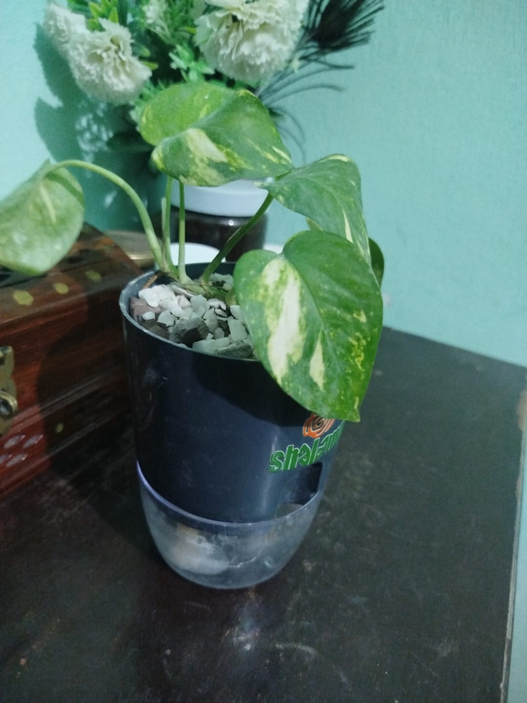 Customer photo review of Pothos (Money Plant Green)