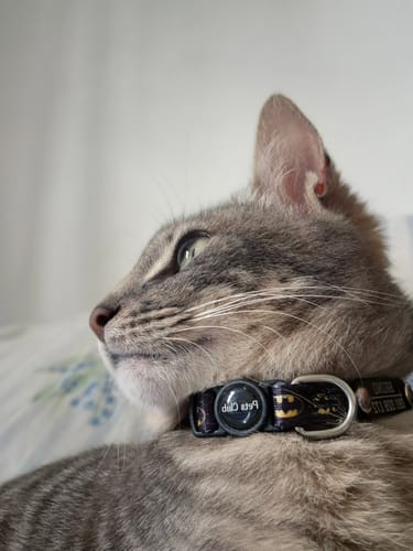 Customer photo review of Collar de Batman Gato