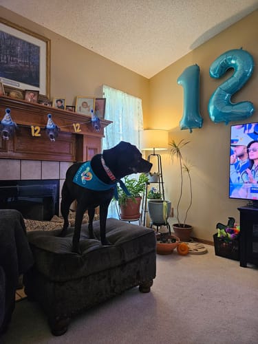Customer photo review of Standard Personalized Dog Party Pack