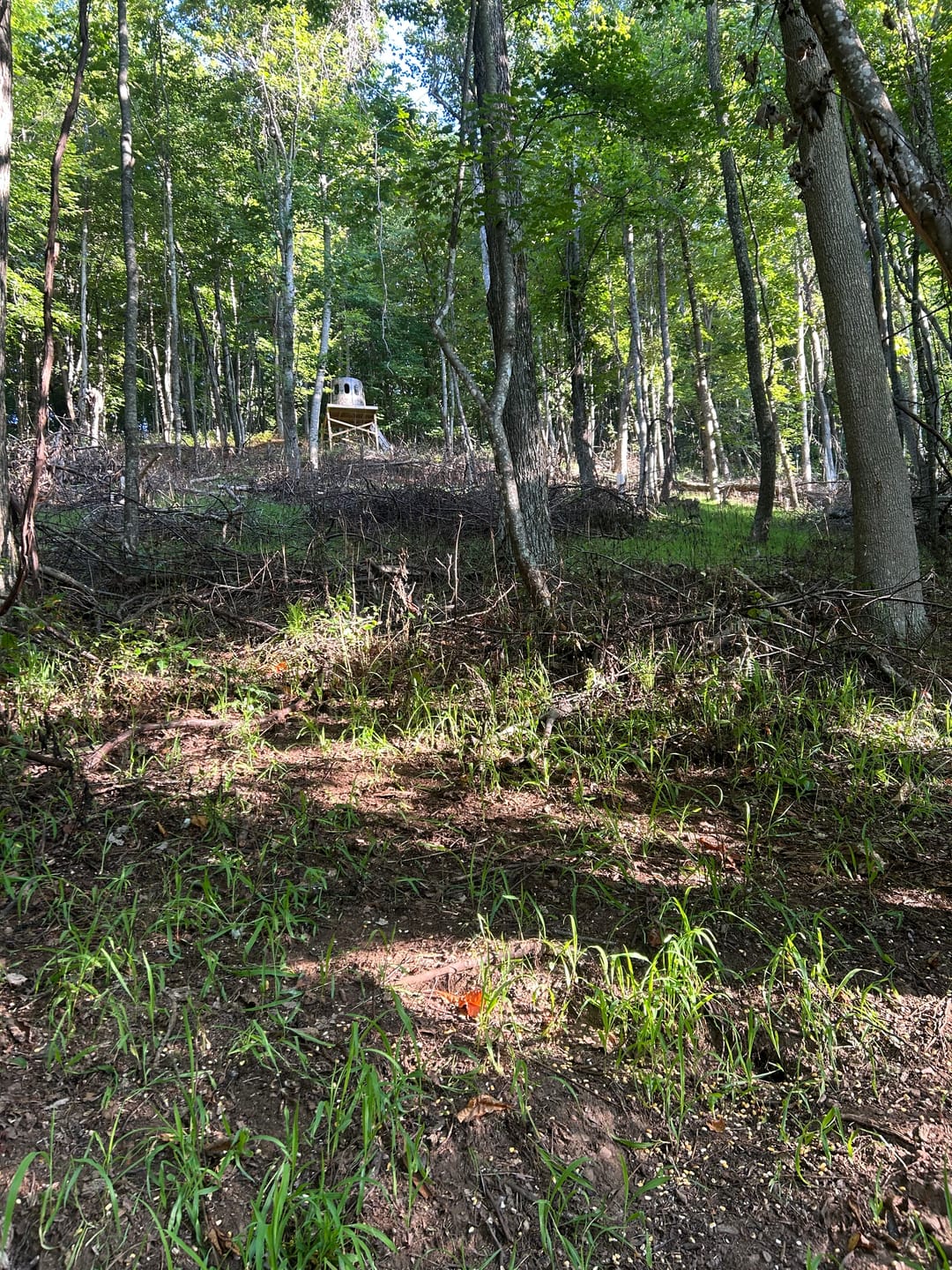 Customer photo review of 3-Way Grainz Food Plot Seed