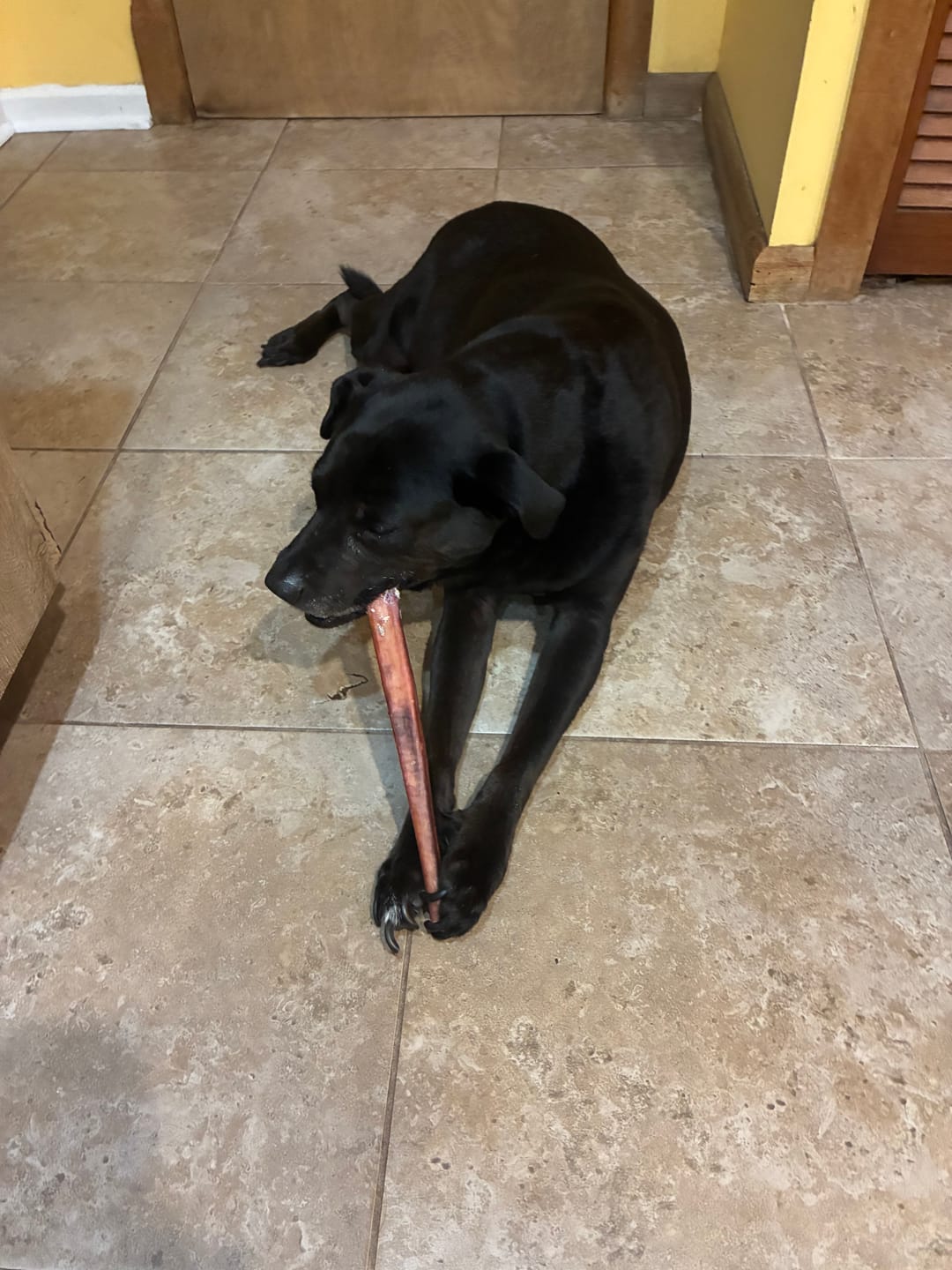 Customer photo review of 12 Inch Thick Bully Stick