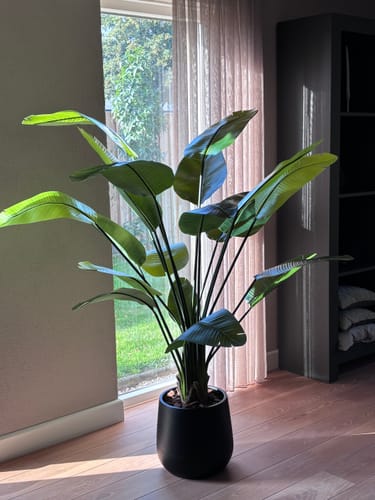 Customer photo review of Strelitzia Kunstplant 180cm