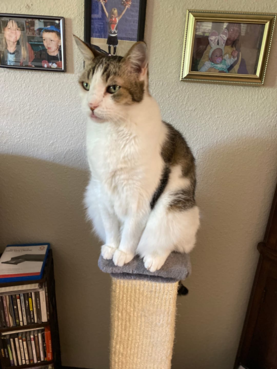Customer photo review of Blisso Advanced Cat Probiotic