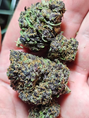 Customer photo review of Granddaddy Purp - 28 Grams - Indica