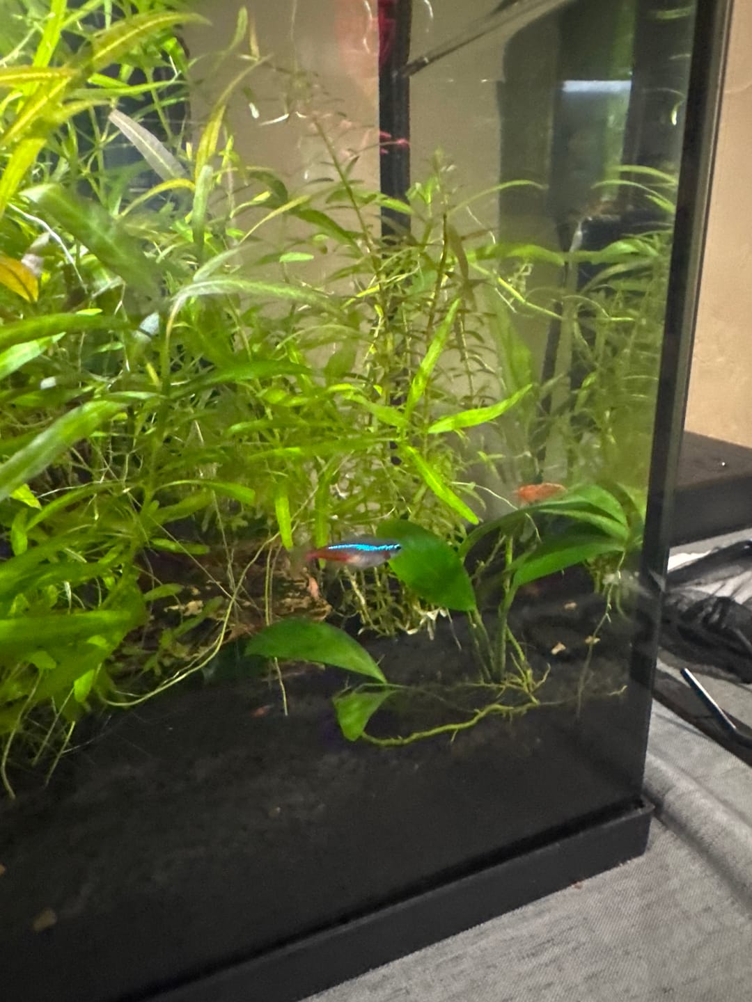 Customer photo review of Fire Red Cherry Shrimp (Bright Red Neocaridina)
