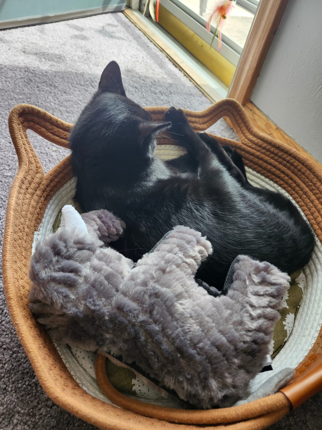 Customer photo review of Instinct Basket | Meet the first research-backed natural territory for indoor cats
