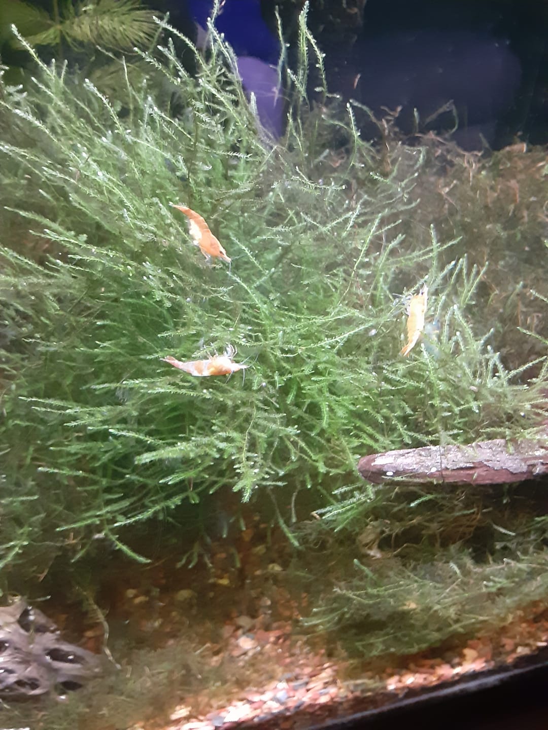 Customer photo review of Orange Sunkist Shrimp